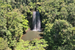 Rainforest